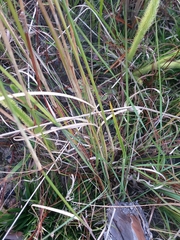 Aristida palustris