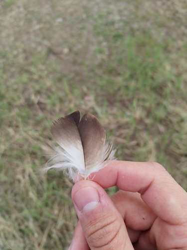 Plume de Busard des roseaux