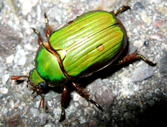 Chrysina lecontei