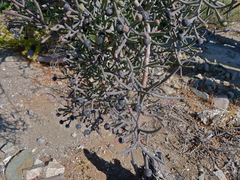 Psittacanthus sonorae