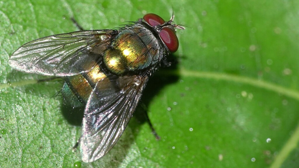 Hemipyrellia ligurriens from Nalasopara West, Nala Sopara, Maharashtra ...