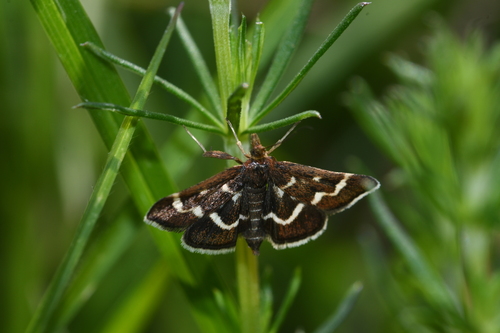 Pyrausta nigrata