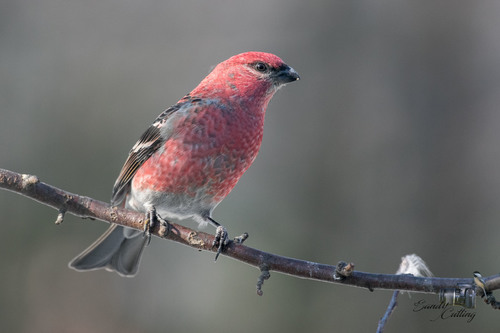 Pinicola enucleator (Linnaeus, 1758)