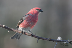 Pine Grosbeak photo 4