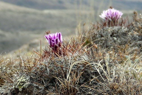Echinofossulocactus ochoterenanus