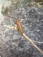 Orthomegas cinnamomeus
