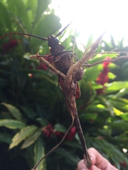 Orthomegas cinnamomeus
