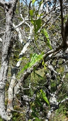 Dioscorea heteropoda image