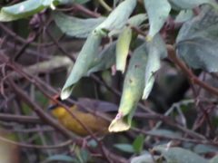 Atlapetes pallidinucha