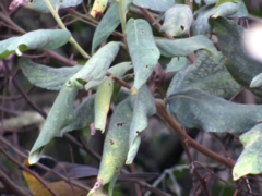 Atlapetes pallidinucha