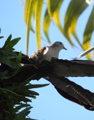 Columbina talpacoti