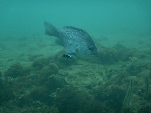 Brown rock-cod (Epinephelus multinotatus) — Serranidae — 5