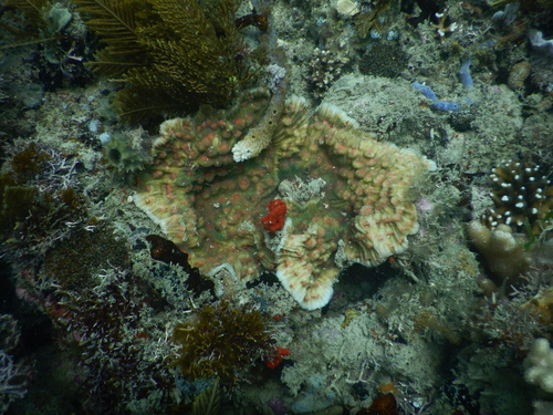 Chinese lettuce coral