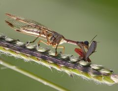 Paramantispa prolixa