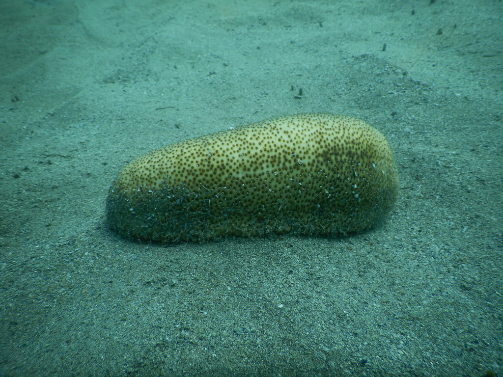 Brown Sandfish