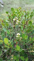Syzygium loiseleurioides