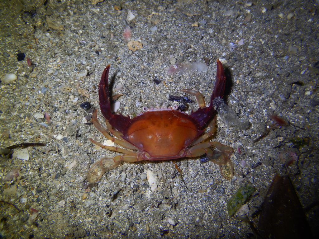 Portunus convexus