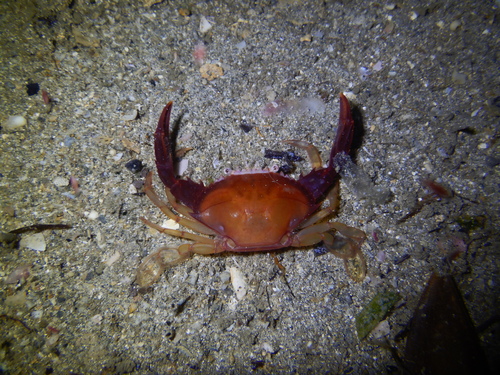 Portunus convexus