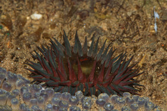 Bunodosoma goanense image