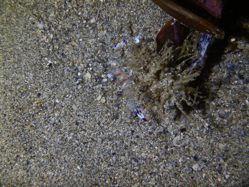 Ancylomenes tosaensis