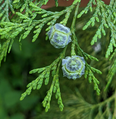Chamaecyparis, photographed by an iNaturalist contributor