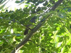 Arremonops conirostris