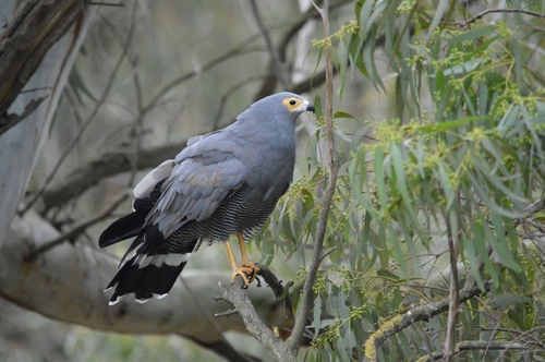 Polyboroides typus