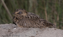 Eleothreptus anomalus