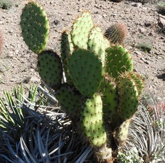 Opuntia clarkiorum