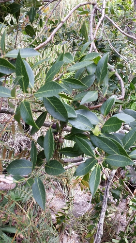 Vaccinium madagascariense image