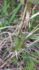 Cynanchum andringitrense