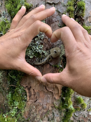Pacific Banana Slug, Fox Hollow Rd, Eugene, OR, US, photo 10 of 10