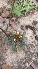 Biophytum umbraculum