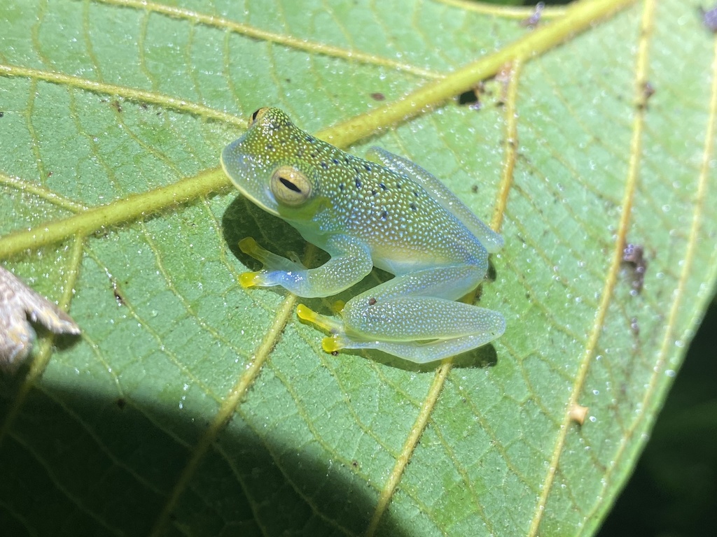 Granular Glass Frog From Calle San Gerardo Perez Zeledon San Jose Cr On May 13 2023 At 1154