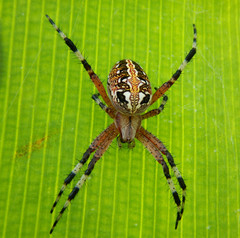 Neoscona oaxacensis