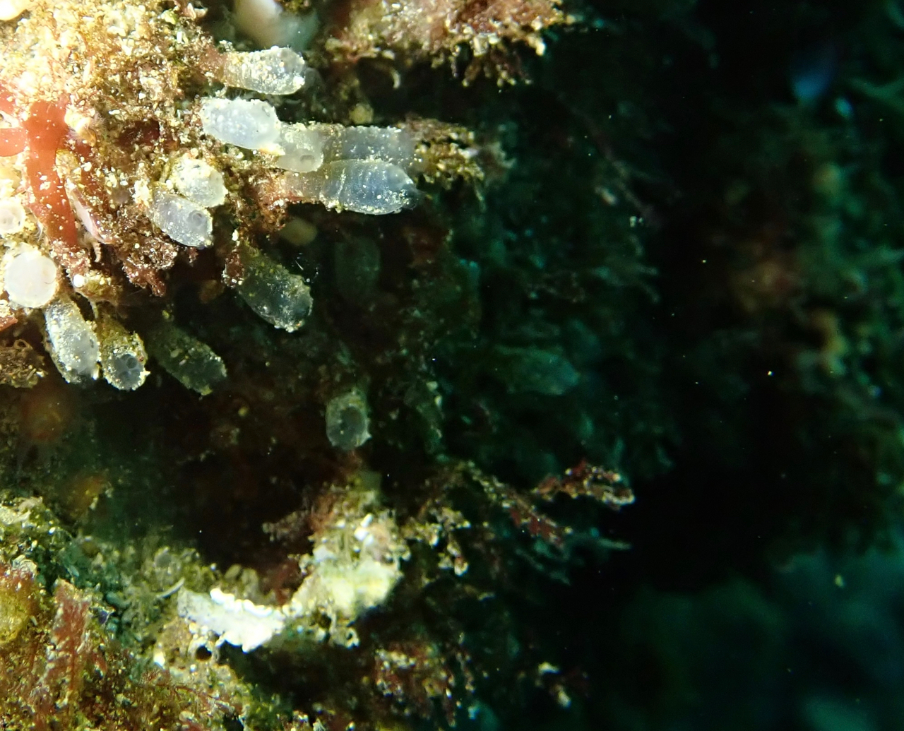 Euherdmania claviformis (Ritter, 1903)