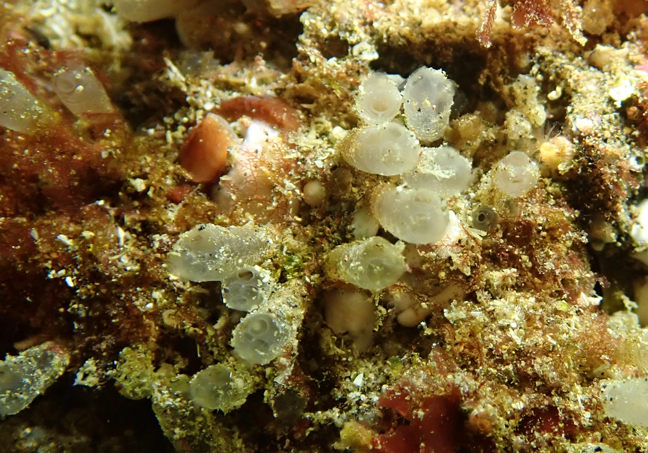 Euherdmania claviformis (Ritter, 1903)