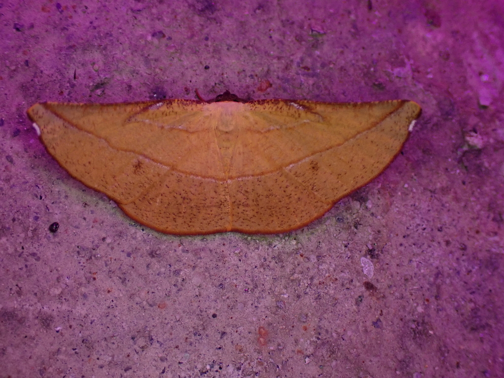 Loxomiza
