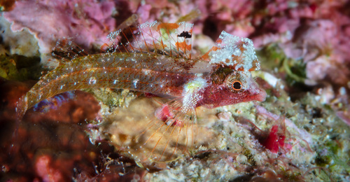 Miraculous triplefin (Enneapterygius mirabilis) — Tripterygiidae — 4