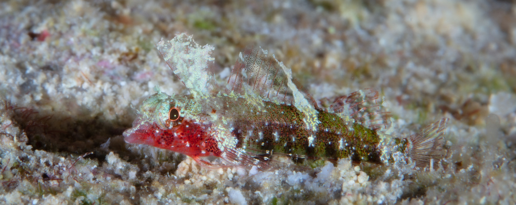 Miraculous triplefin (Enneapterygius mirabilis) — Tripterygiidae