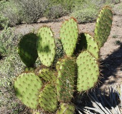 Opuntia clarkiorum