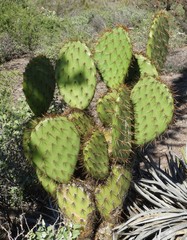 Opuntia clarkiorum