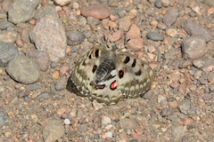 Parnassius nomion