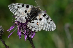 Parnassius nomion