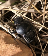 Scarabaeus laticollis