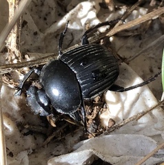 Scarabaeus laticollis