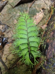 Lindsaea digitata