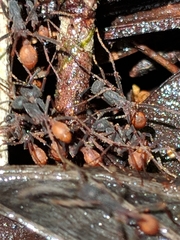 Eciton burchellii