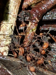Eciton burchellii