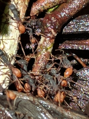 Eciton burchellii